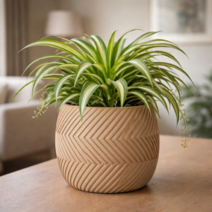 Zeehan Zigzag Ribbed Planter in sand colour with spider plant